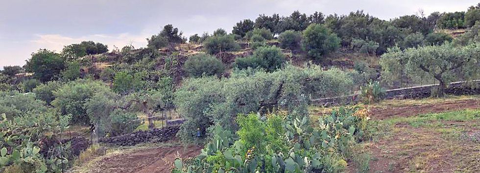 huile olive de producteur d