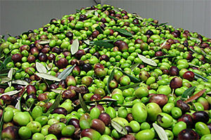 vente-huile-olive-1