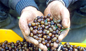 vente-huile-olive-2